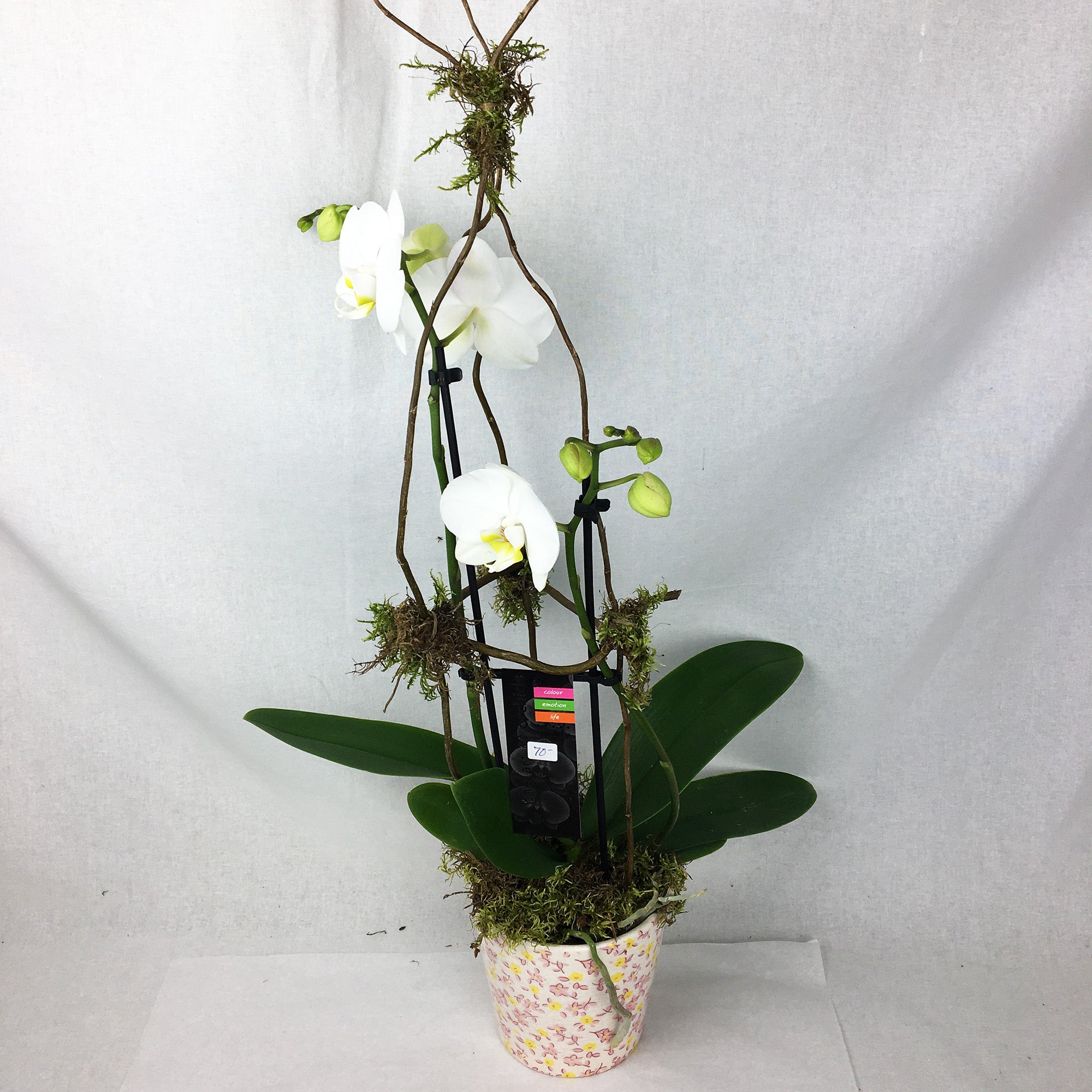 Orchidée blanc